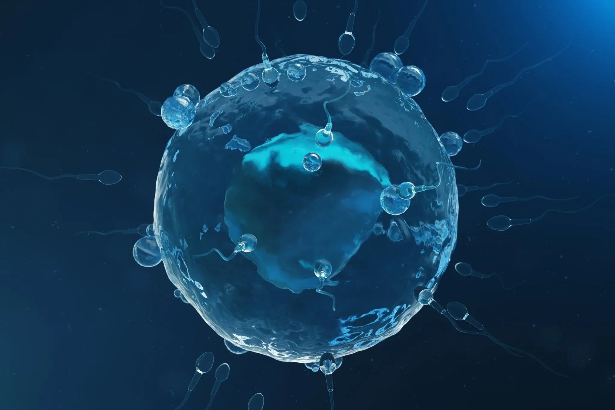 La production de l’ovocyte, étape clé de l’ovulation - BLOOMING
