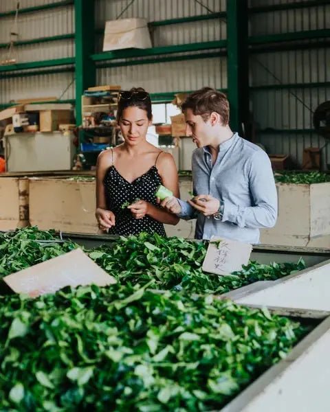 Matcha Botanicals : L'Art de Cultiver Passion, Qualité et Tradition - BLOOMING